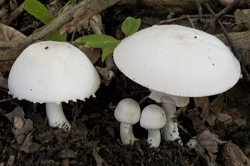 Agaricus xanthodermus